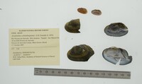 Anodontites schomburgiana image
