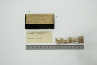 Hiatella arctica image