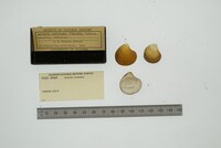 Astarte castanea image