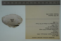 Epioblasma triquetra image