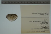 Epioblasma triquetra image