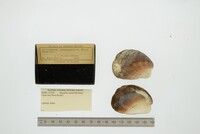 Media resource of Beguina semiorbiculata