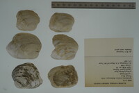 Epioblasma torulosa image