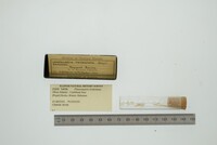 Media resource of Pleuromeris tridentata