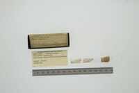 Media resource of Lyonsia norwegica