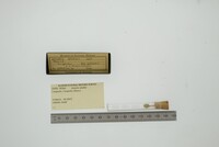 Media resource of Astarte smithii