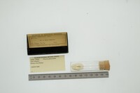 Thracia phaseolina image