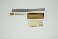 Media resource of Goodallia triangularis
