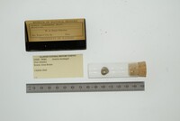 Astarte montagui image