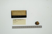 Media resource of Astarte sulcata