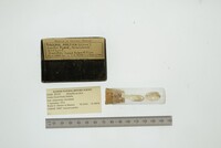 Hiatella arctica image