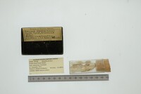 Hiatella arctica image