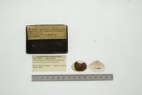 Media resource of Astarte sericea