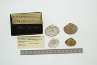 Astarte borealis image