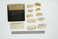 Hiatella arctica image