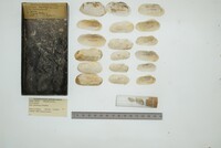 Hiatella arctica image