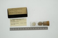 Astarte crenata image