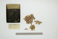 Hiatella arctica image