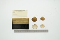 Astarte sulcata image