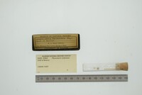 Pleuromeris tridentata image