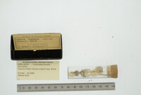 Cyclocardia borealis image