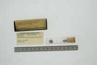 Media resource of Astarte esquimalti