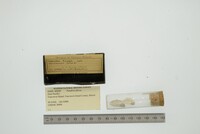 Media resource of Pandora filosa