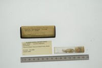 Media resource of Lyonsia californica