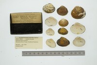 Astarte borealis image