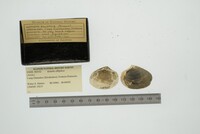 Astarte elliptica image