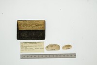 Hiatella arctica image