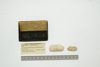 Hiatella arctica image
