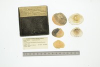 Astarte borealis image