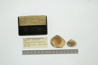 Astarte borealis image
