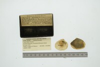 Astarte borealis image