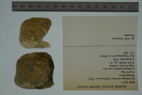 Epioblasma torulosa image