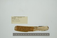 Ensis directus image