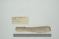 Ensis directus image