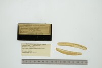 Ensis directus image