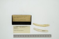 Media resource of Ensis californicus