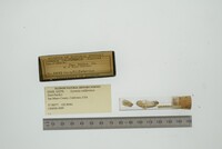 Lyonsia californica image