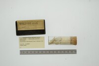 Epioblasma torulosa image