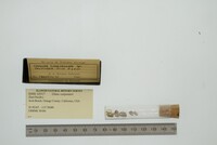 Glans carpenteri image