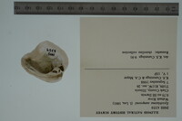 Epioblasma sampsonii image