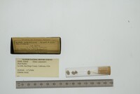 Glans carpenteri image