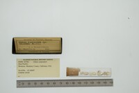 Glans carpenteri image