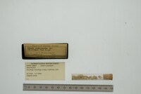 Glans carpenteri image