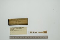 Glans carpenteri image