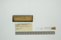 Milneria minima image