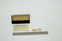 Media resource of Thracia curta